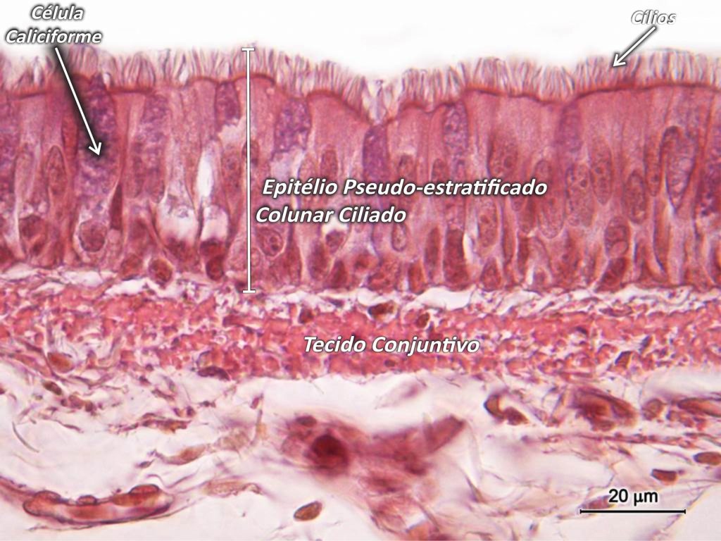 Atlas Cel Microscopia Biologia Celular Embriologia Histologia E Anatomia