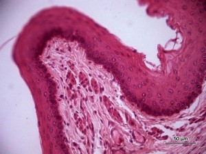 Atlas Cel Microscopia Biologia Celular Embriologia Histologia E Anatomia