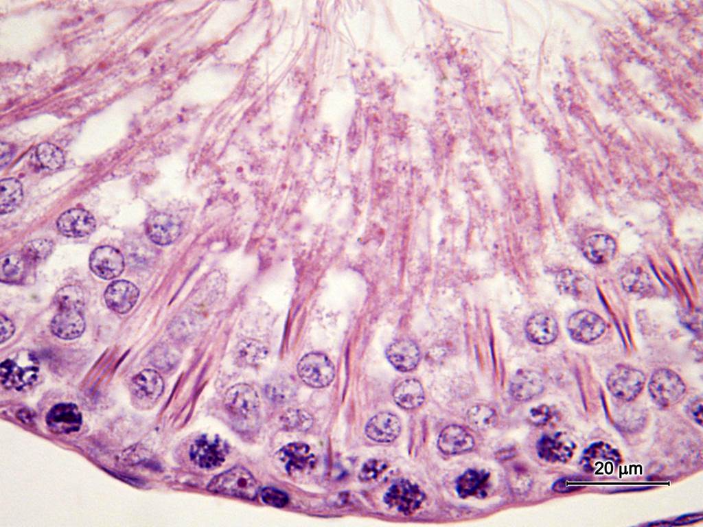 Atlas Cel Microscopia Biologia Celular Embriologia Histologia E Anatomia