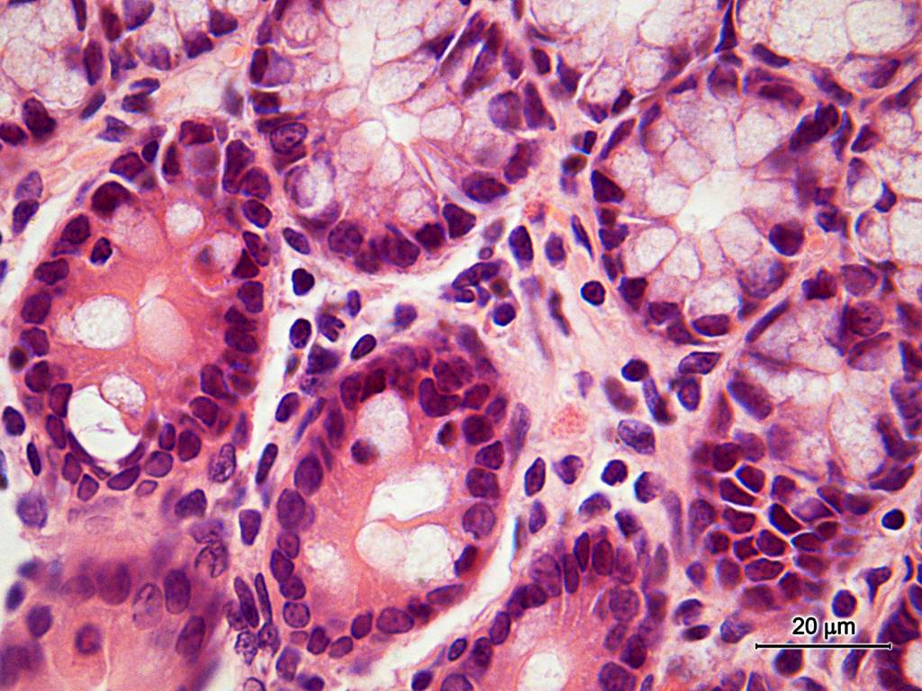 Atlas Cel Microscopia Biologia Celular Embriologia Histologia E