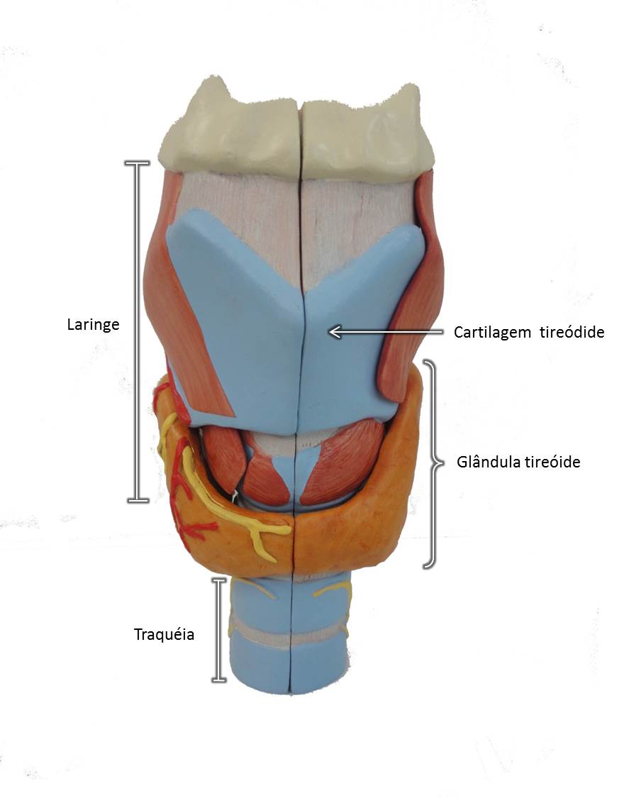 Atlas Cel: Microscopia, Biologia Celular, Embriologia, Histologia e